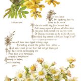 Copy of IOD-TRA-LOV Lover of Flowers page 2 small Copy of IOD-TRA-LOV Lover of Flowers page 2 small
