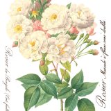 Copy of Rose Botanical page 1 sml Copy of Rose Botanical page 1 sml