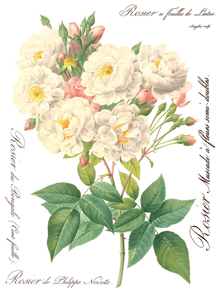 Copy of Rose Botanical page 1 sml