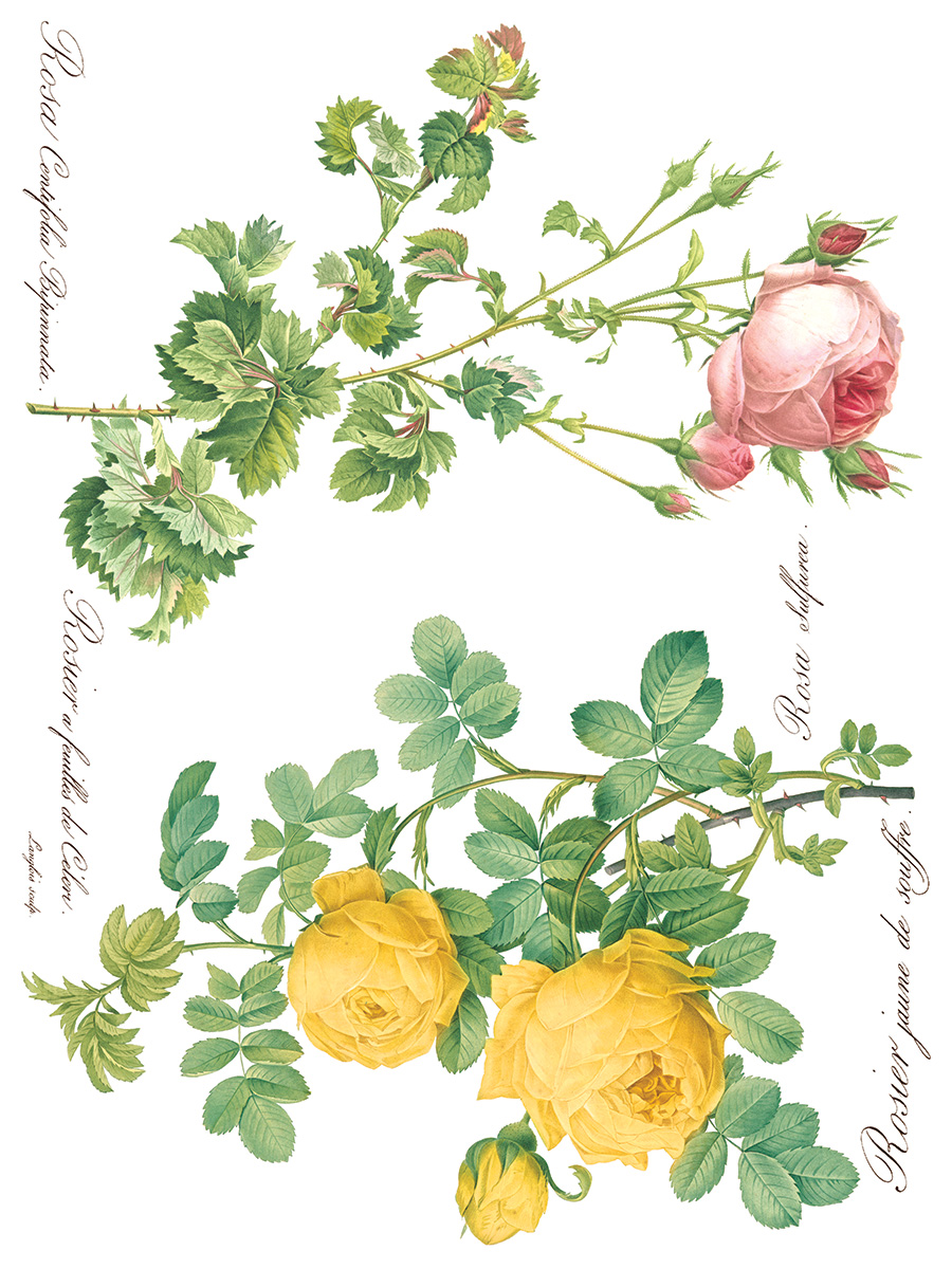 Copy of Rose Botanical page 2 sml