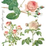 Copy of Rose Botanical page 3 sml Copy of Rose Botanical page 3 sml