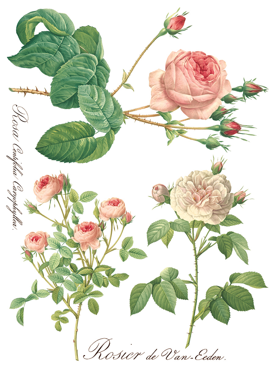 Copy of Rose Botanical page 3 sml