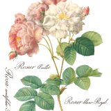 Copy of Rose Botanical page 5 sml Copy of Rose Botanical page 5 sml