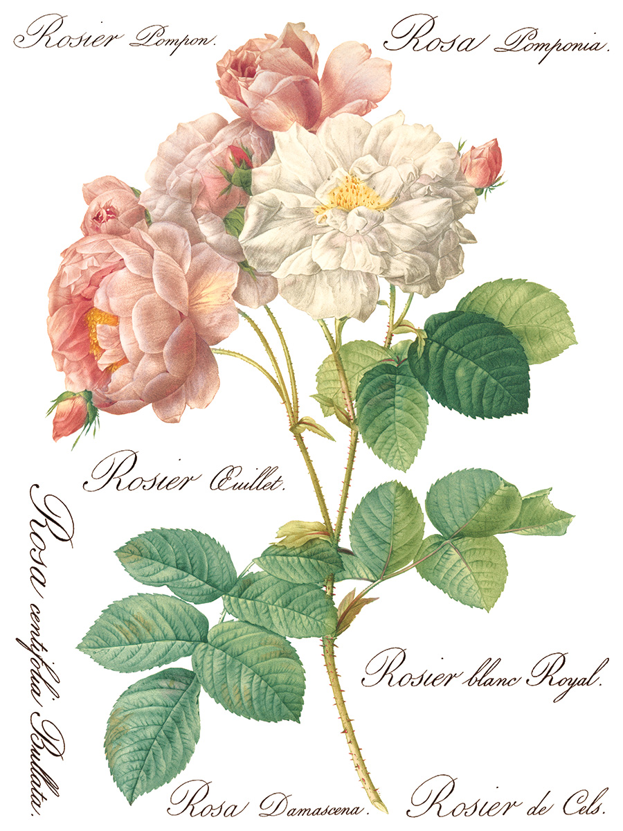 Copy of Rose Botanical page 5 sml