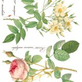 Copy of Rose Botanical page 6 sml Copy of Rose Botanical page 6 sml