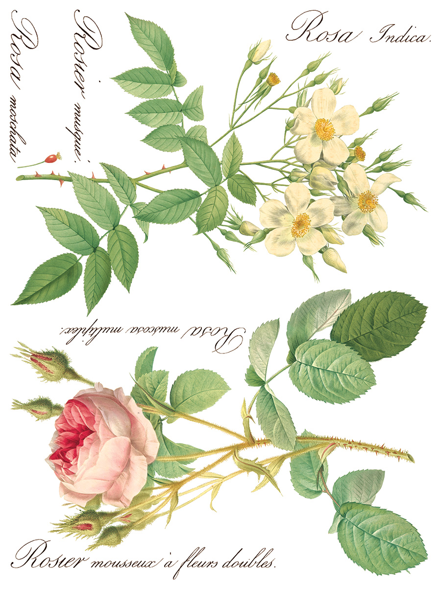 Copy of Rose Botanical page 6 sml