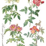 Copy of Rose Botanical page 7 sml Copy of Rose Botanical page 7 sml