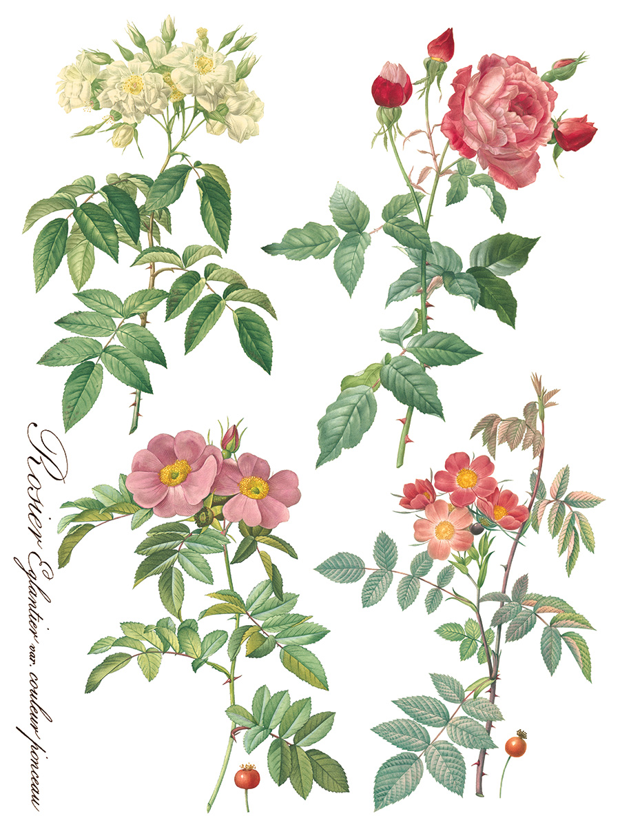 Copy of Rose Botanical page 7 sml