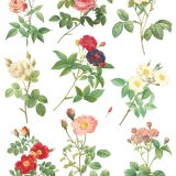 Copy of Rose Botanical page 8 sml Copy of Rose Botanical page 8 sml
