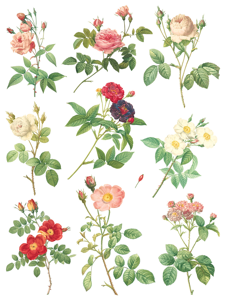 Copy of Rose Botanical page 8 sml